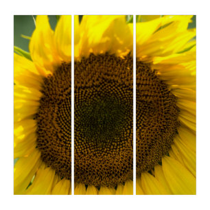 Triptych - Sunflower Summer Feel