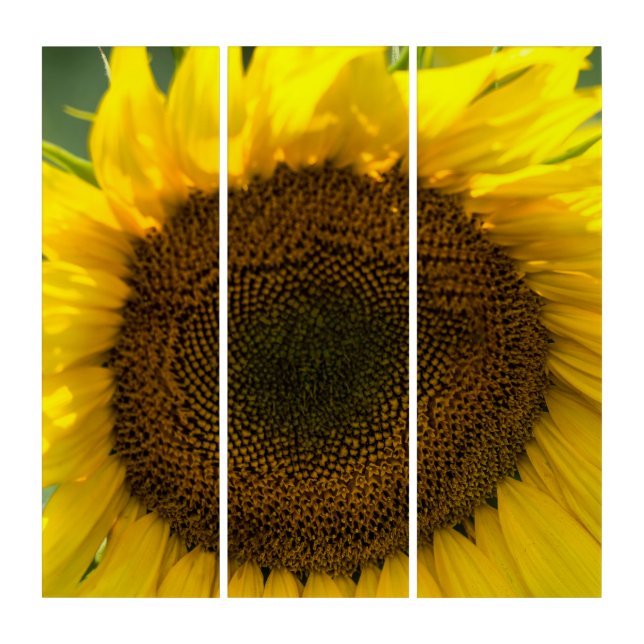 Triptych - Sunflower Summer Feel (Front)