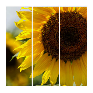 Triptych - Sunflower Summer Vibrance