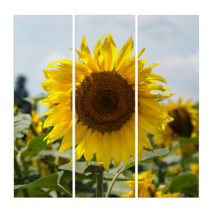 Triptych - Sunflower Vibrance