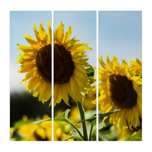 Triptych - Sunflowers Summer Radiance