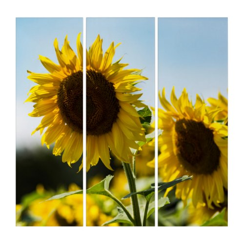 Triptych - Sunflowers Summer Radiance