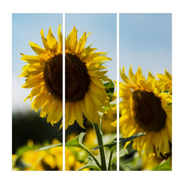 Triptych - Sunflowers Summer Radiance (Front)