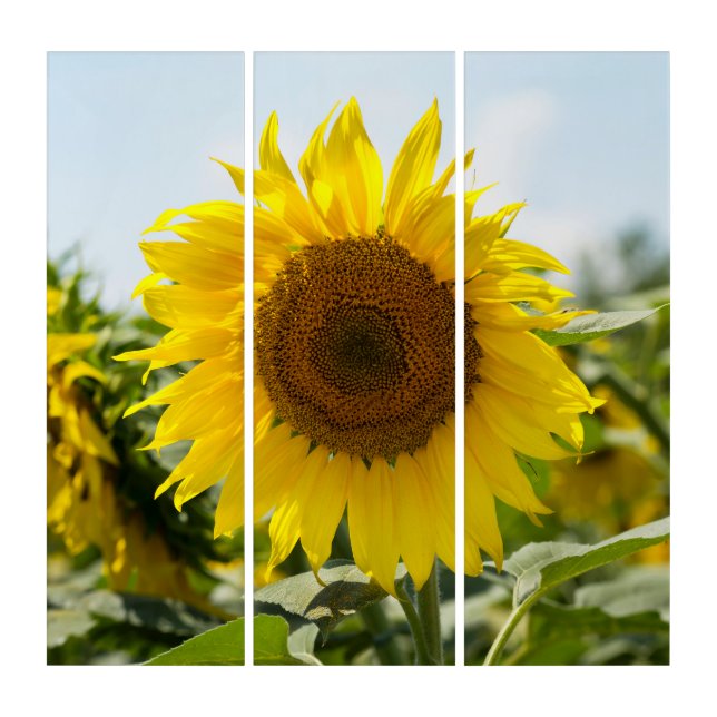 Triptych - Sunflowers Summer Secrets (Front)
