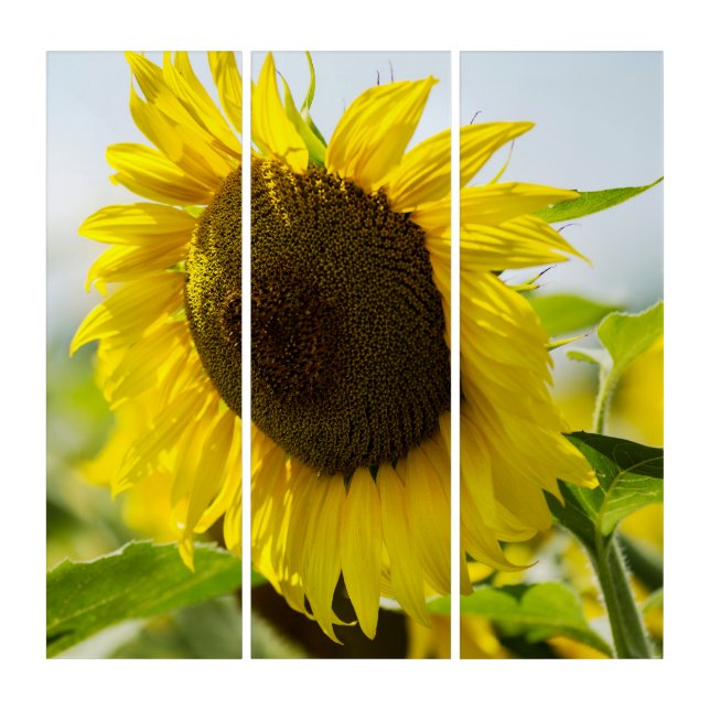 Triptych - Sunflowers Summer Secrets (Front)