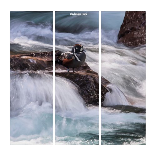 Triptych Wall Art Harlequin Duck