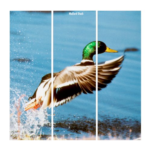 Triptych Wall Art Mallard Duck