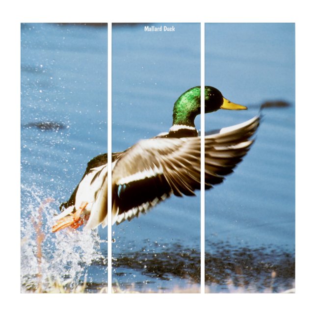 Triptych Wall Art Mallard Duck (Front)