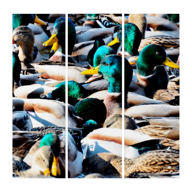 Triptych Wall Art Mallard Ducks (Front)