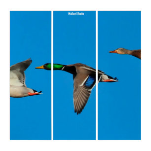 Triptych Wall Art Mallard Ducks