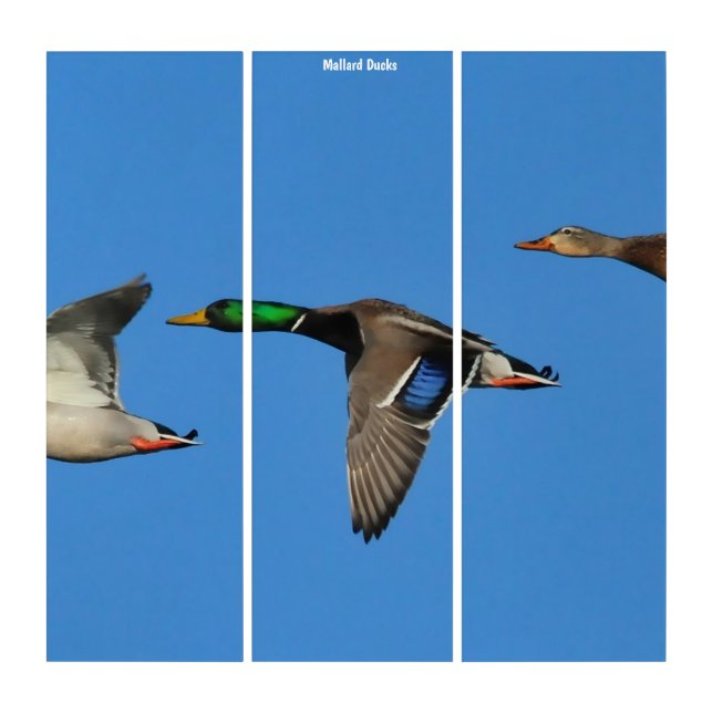 Triptych Wall Art Mallard Ducks (Front)