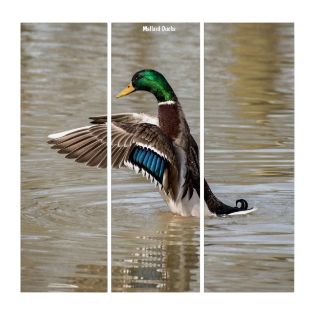Triptych Wall Art Mallard Ducks (Front)