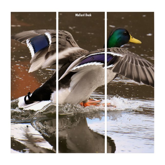 Triptych Wall Art Mallard Ducks (Front)