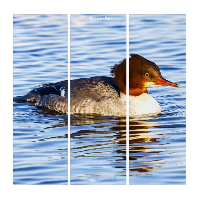 Triptych Wall Art Merganser Duck (Front)