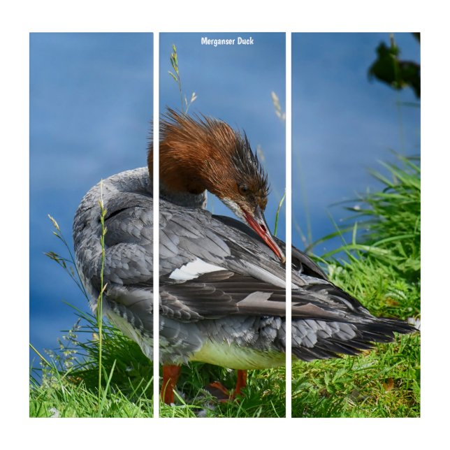 Triptych Wall Art Merganser Duck (Front)