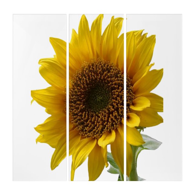 Triptych Wall Art Sunflower  (Front)