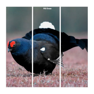 Triptych Wall Art Wild Grouse