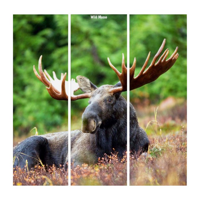 Triptych Wall Art Wild Moose (Front)