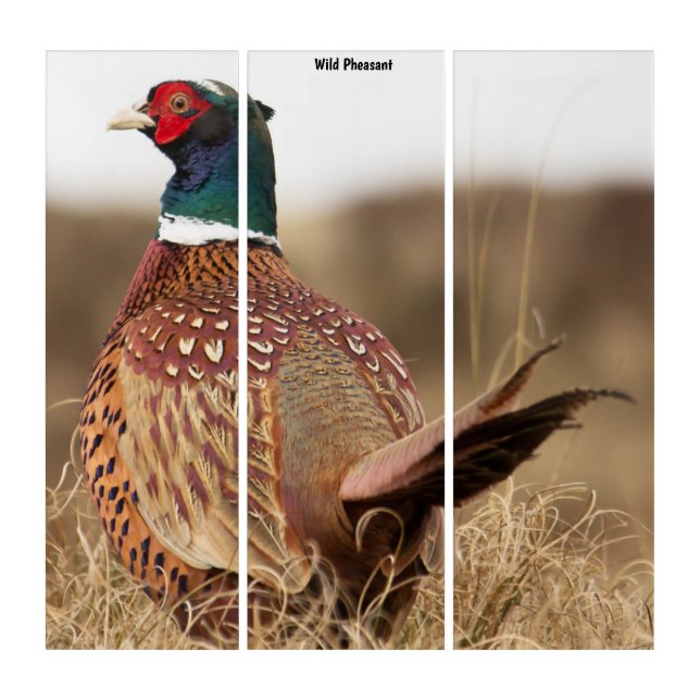 Triptych Wall Art Wild Pheasant (Front)