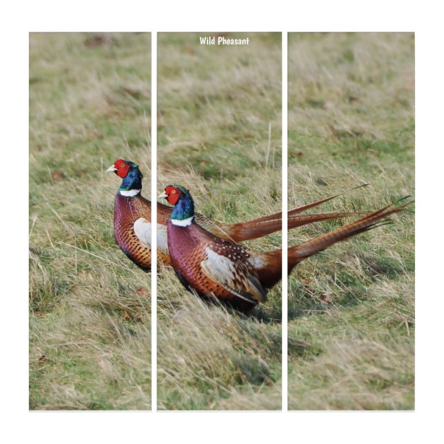 Triptych Wall Art Wild Pheasant (Front)