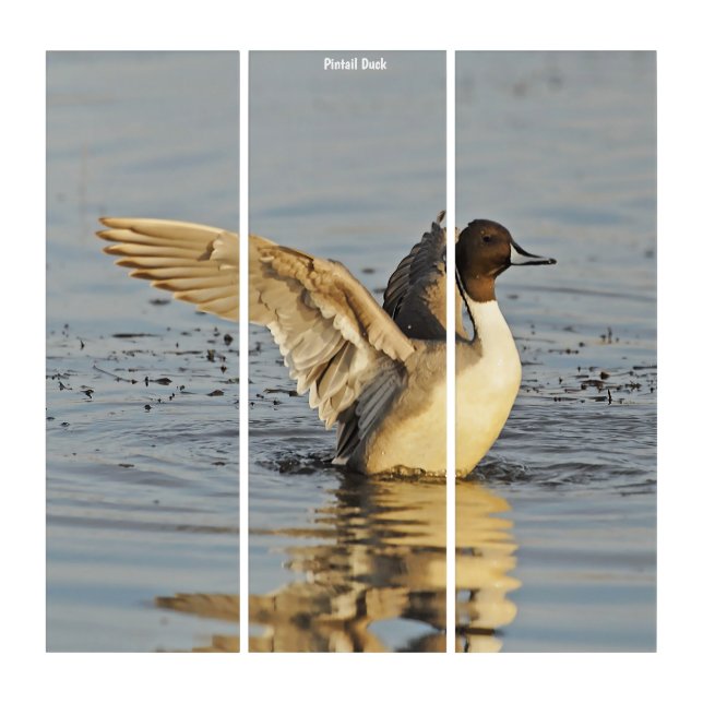 Triptych Wall Art Wild Pintail Duck (Front)