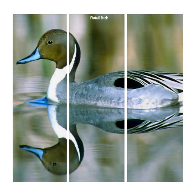 Triptych Wall Art Wild Pintail Duck (Front)