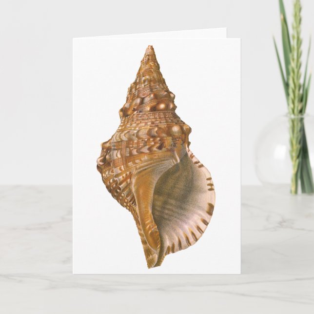 Triton Seashell Shell, Vintage Marine Ocean Animal Card (Front)