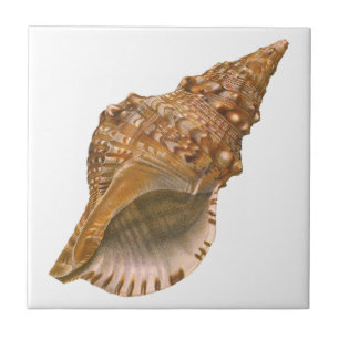 Triton Seashell Shell, Vintage Marine Ocean Animal Ceramic Tile