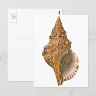 Triton Seashell Shell, Vintage Marine Ocean Animal Postcard