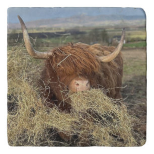 Trivet Cork bottom, Funny Highland Cow!!
