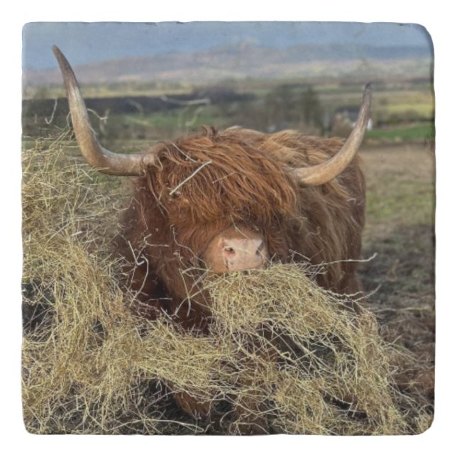 Trivet Cork bottom, Funny Highland Cow!! (Front)