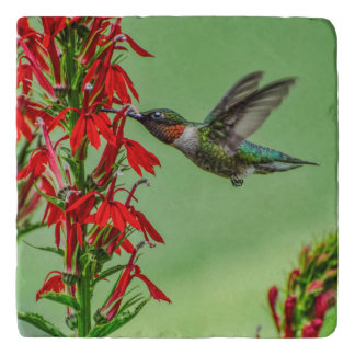 TRIVET-HUMMINGBIRD-CAN'T GET ENOUGH TRIVET