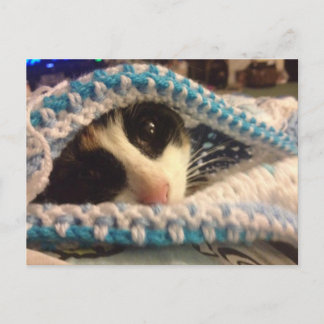 Trixie and the blues postcard