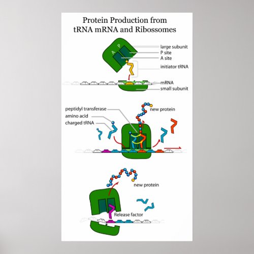 tRNA mRNA Ribosome Function in Protein Translation Poster