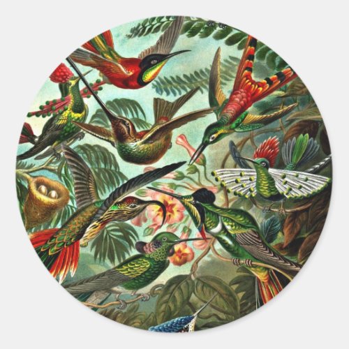 Trochilidae _ Hummingbirds Classic Round Sticker