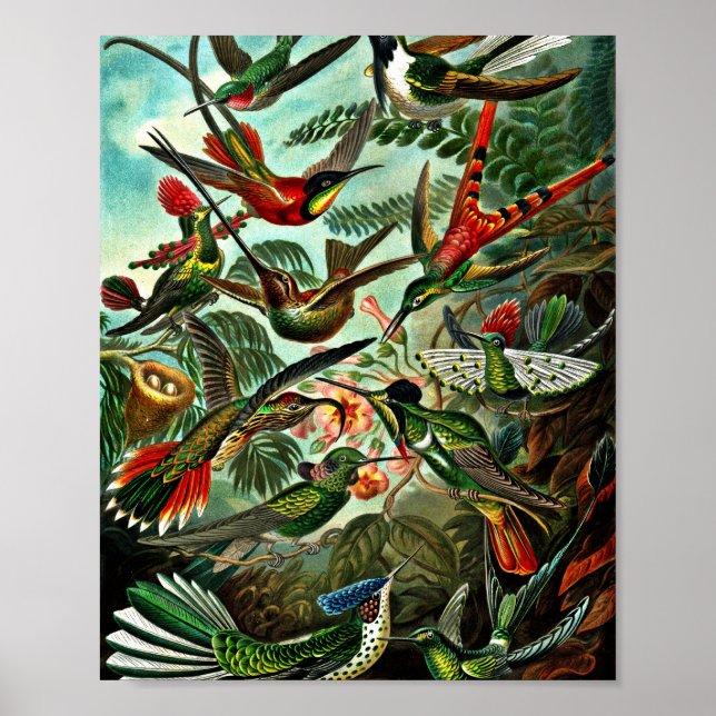 Trochilidae - Hummingbirds Poster (Front)