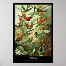 Trochilidae – Plate 99 - Kunstformen der Natur