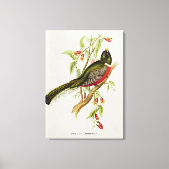 Trogon Ambiguus Canvas Print (Front)