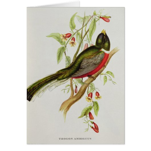 Trogon Ambiguus Cards (Front)
