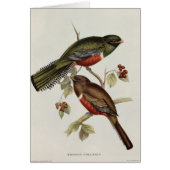 Trogon Collaris (Front)