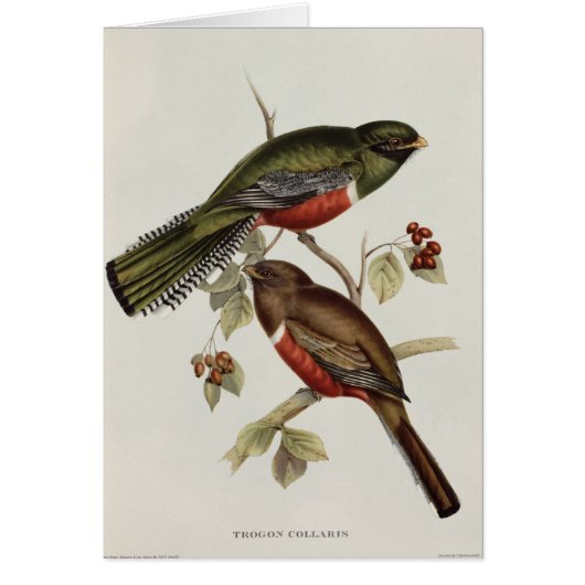 Trogon Collaris Cards (Front)