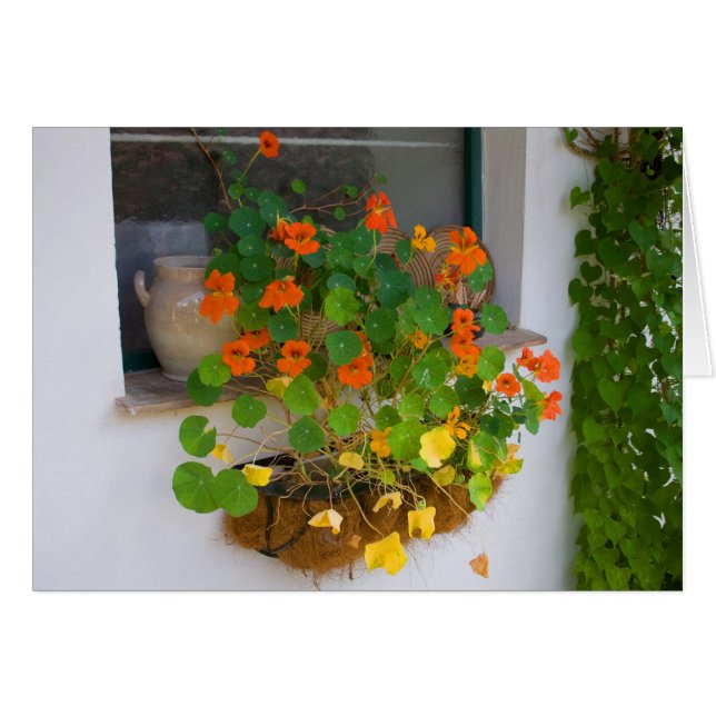 Tropaeolum majus cards (Front Horizontal)