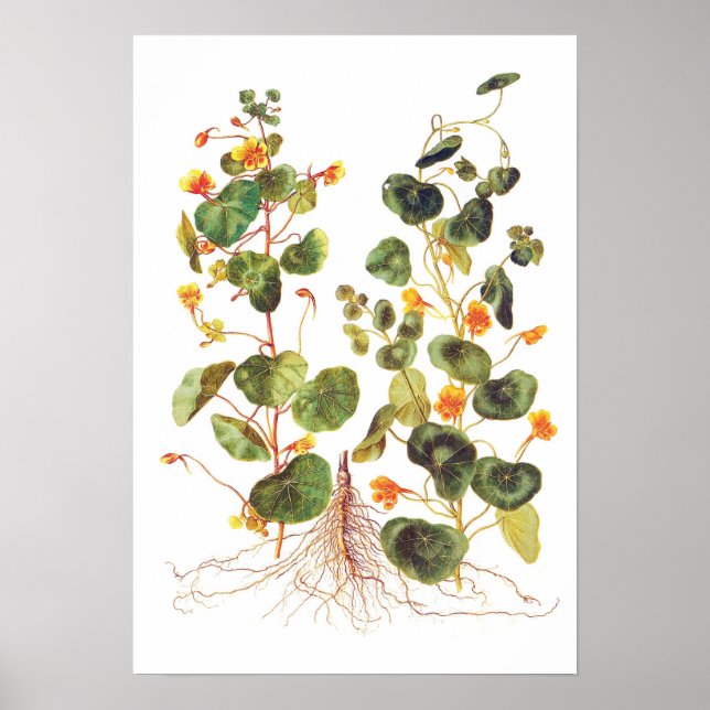 Tropaeolum majus poster (Front)