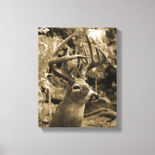 Trophy Deer Canvas Print