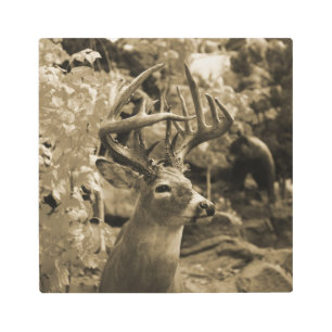 Trophy Deer Metal Print