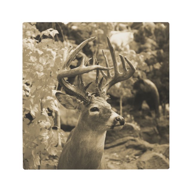 Trophy Deer Metal Print (Front)