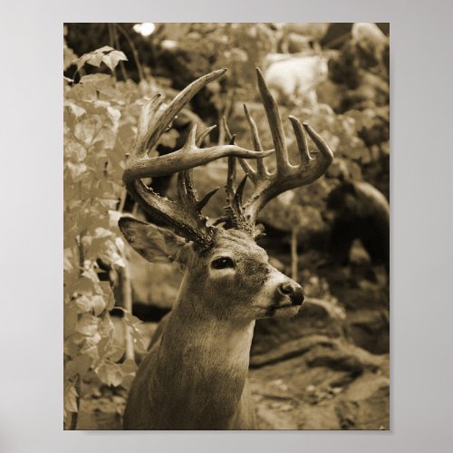 Trophy Deer Poster