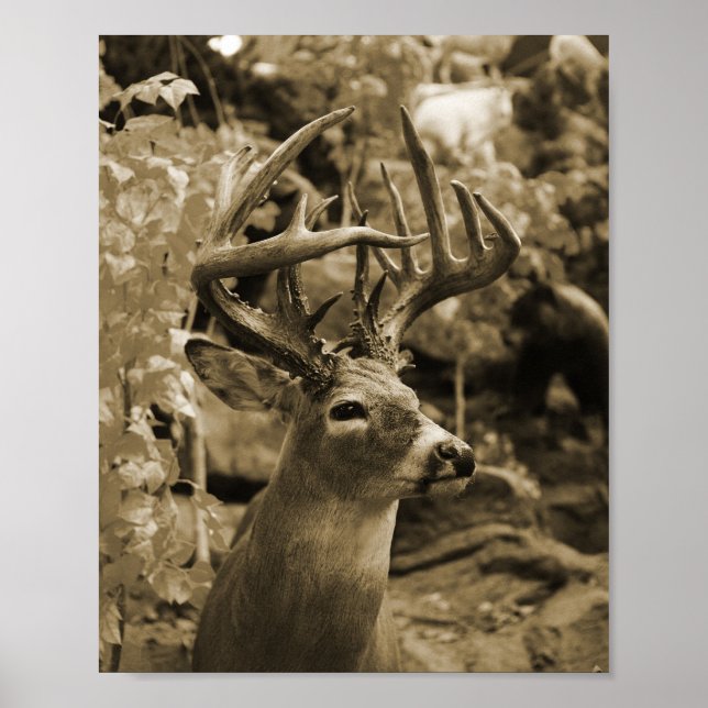 Trophy Deer Poster (Front)