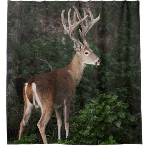 Trophy White Tail Buck In Velvet Shower Curtain