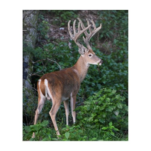 Trophy Whitetail Deer Buck In Velvet Acrylic Print